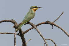 Merops persicus chrysocercus