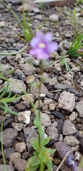 Nemesia caerulea