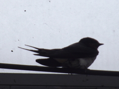 Hirundo rustica