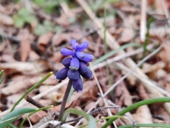 Muscari