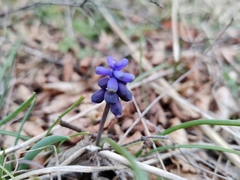 Muscari