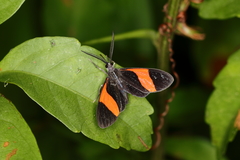 Callopepla emarginata