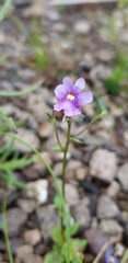 Nemesia caerulea