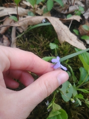 Viola labradorica