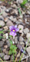 Nemesia caerulea