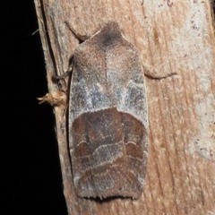 Eupsilia devia