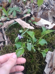 Viola labradorica