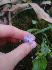 Viola labradorica