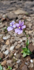 Nemesia caerulea