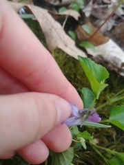Viola labradorica