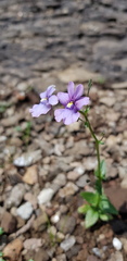 Nemesia caerulea