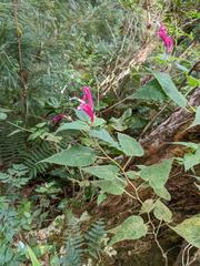 Siphocampylus nematosepalus