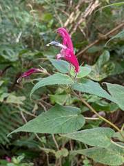 Siphocampylus nematosepalus