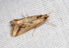 Achyra massalis
