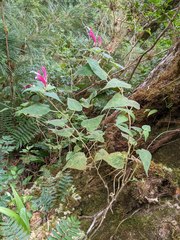 Siphocampylus nematosepalus