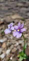 Nemesia caerulea