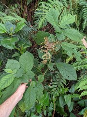 Witheringia macrantha