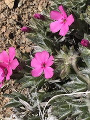 Phlox hirsuta