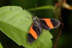 Callopepla emarginata