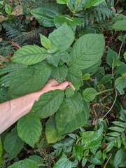 Witheringia macrantha