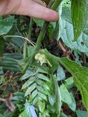 Witheringia macrantha