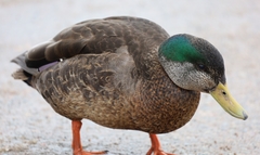 Anas rubripes × platyrhynchos