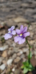 Nemesia caerulea