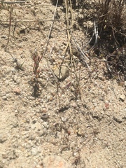 Nemacladus secundiflorus robbinsii