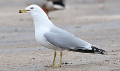 Larus delawarensis