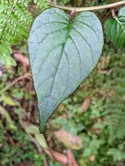 Centropogon costaricae