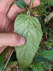 Centropogon costaricae