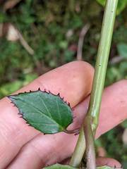 Centropogon costaricae