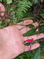 Centropogon costaricae