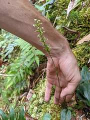 Cranichis diphylla