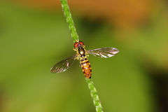 Toxomerus pictus