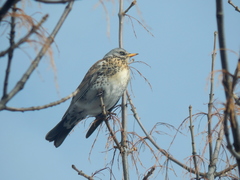 Turdus pilaris