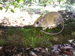 Atlantic Forest Rhipidomys photo 2