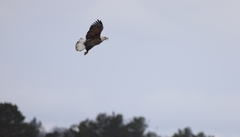 Haliaeetus leucocephalus