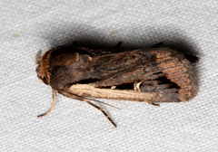 Proteuxoa tortisigna