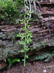 Selaginella douglasii