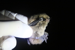 Myotis chiloensis