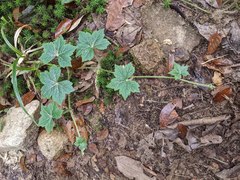 Hydrocotyle ribifolia