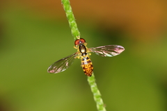 Toxomerus pictus