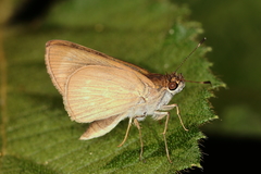 Cobalopsis