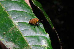 Piazurus sulphuriventris image