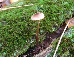 Mycena rubromarginata