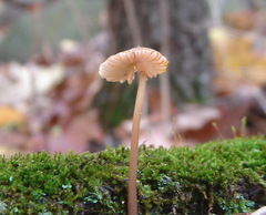 Mycena rubromarginata