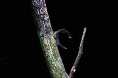 Cladonota bolivari image