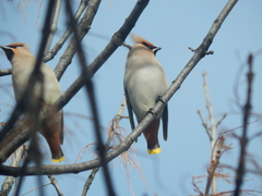 Bombycilla garrulus