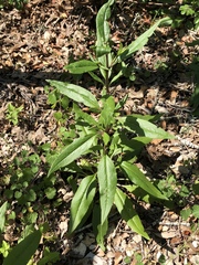 Salvia pentstemonoides